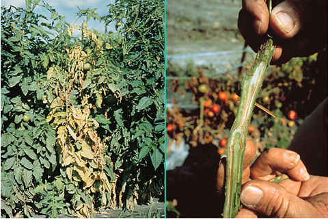 Fusarium oxysporum